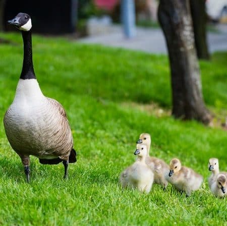 In Defense of Helicopter Parents