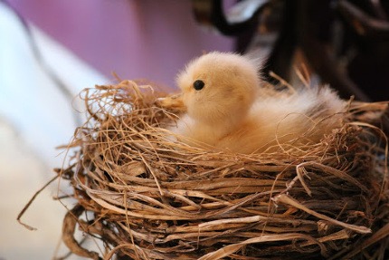 baby bird in nest