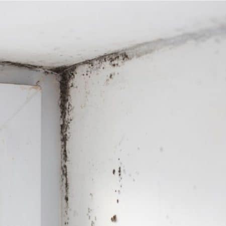 Mold in College Dorms: What You Need to Know