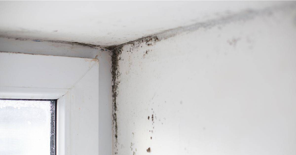 mold in dorm rooms